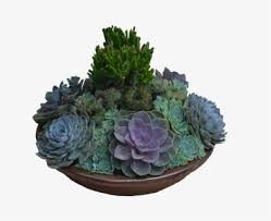 Maybe you would like to learn more about one of these? Succulents Png Images Free Transparent Succulents Download Kindpng