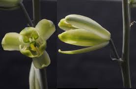 Image result for Albuca nigritana