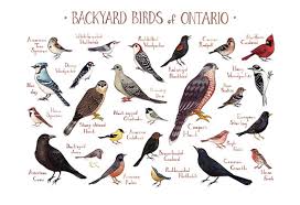 Ontario Backyard Birds Field Guide Art Print Watercolor