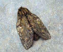 Image result for Peridea anceps