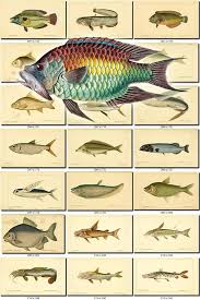 Fishes 63 Collection Of 277 Vintage Images Wrasse Catfish Catla Sampa Featherback Picture High Resolution Digital Download Printable Animals Vintage Images Vintage Antique Images
