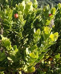 Image result for Osyris compressa