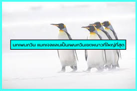Penguin mobile gadget2hd, bangkok, thailand. à¸™à¸à¹€à¸žà¸™à¸à¸§ à¸™ à¹€à¸› à¸™à¸ª à¸•à¸§ à¸— à¸­à¸¢ à¹ƒà¸™à¹€à¸‚à¸•à¸«à¸™à¸²à¸§à¹à¸—à¸šà¸‚ à¸§à¹‚à¸¥à¸à¹€à¸«à¸™ à¸­à¹à¸¥à¸°à¸‚ à¸§à¹‚à¸¥à¸à¹ƒà¸• à¸™ à¸™à¹€à¸­à¸‡
