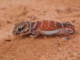 Cactus and other plants that store lots of water to help them through the dry seasons are called succulents. Nephrurus Levis Animals Reptiles Pet 5