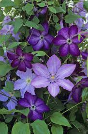 We did not find results for: How To Grow Clematis