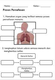 Peraturan bilik sains ketuk tikus mondok. Bijak Sains Sr Sains Tahun 4 Unit 2 Manusia Moga Dapat Facebook