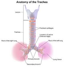 Trachea Wikipedia