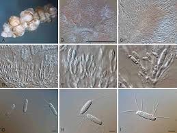 Image result for Macrotyloma daltonii