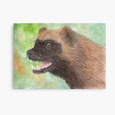 We did not find results for: Wolverine Metal Print By Lindaursin Redbubble