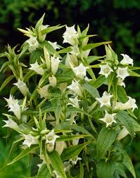 Image result for Gentiana asclepiadea alba