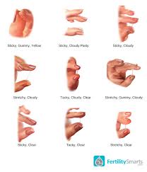 Your discharge can also change throughout your menstrual cycle. Identifying Stages Of Cervical Mucus