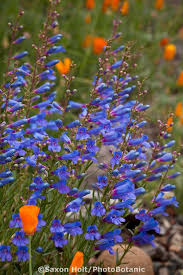 This species grows along the coast from northern to southern california and produces small pink, purple, or yellow flowers and fruits that make it valuable for local wildlife such as birds, bees, and butterflies. Flower Garden Plans California Native Plants Perennials