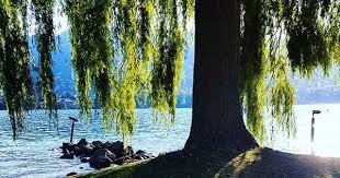 Stramu Straemu Thun Seebad Schwimmbad See Sommer Sonntagmorgen Kantonbern Schweiz Switzerland Weide Baum Sonnenlicht Strah Instagram Tree Plants