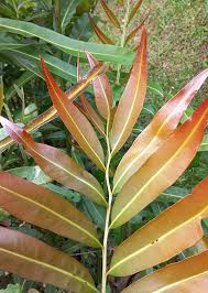 Image result for Acrostichum aureum