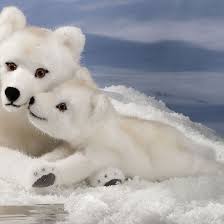 Image result for wolf cub