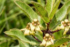 Image result for Brachycorythis inhambanensis