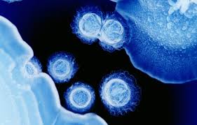 Fußballer loris karius und schauspielerin sophia thomalla sind kein paar mehr. Virkelighetens Karius Og Baktus Kilden