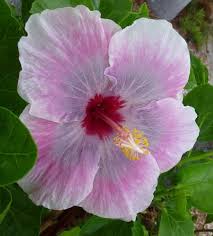 Pin On Hibiscus