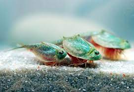 Einreiseformular, negatives testergebnis, quarantäne für einreisende, ausnahmen und zusätzliche informationen für einreisende touristen. Triops Longicaudatus Wikipedia