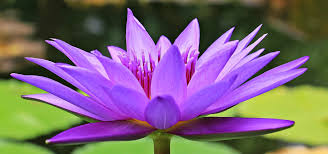 Image result for Nymphaea nouchali
