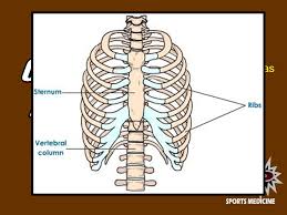 The rib cage is collectively made up of long, curved individual. Injuries To The Spine Not Including The Cervical Spine Thoracic Spine Including Rib Cage Lumbar Spine Lower Back Coccygeal Spine Tailbone Area Ppt Download