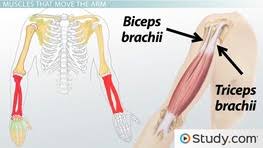 Many guys have puny calves it can work for any muscle group. Overview Of The Major Muscle Groups Of The Human Body Videos Lessons Study Com