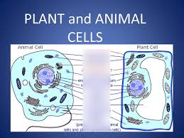 Present in all types of cells, in humans, animals, plants, bacteria, etc. Sstride Plant And Animal Cell Test Study Guide Diagram Quizlet