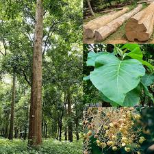 Image result for Tectona