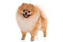 Differences Between Pomeranians and German Spitz