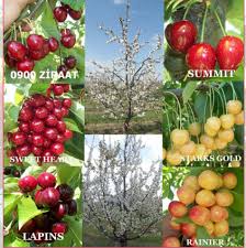 Kiraz ağacı hem ilk baharda hem de son baharda dikilebilir.peki hangisini tercih etmelisiniz.bunun için en iyi seçenek son bahardır.eylül veya ekimin başı gibi dikim yaptığınızda fideleriniz son bahara dayanaklı. Turk Kirazi Bodur Ve Yaribodur Kiraz Yetistiriciligi