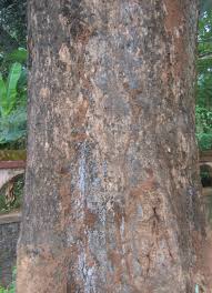 Image result for Terminalia bellirica