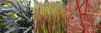 Why is my black mondo grass turning green? Plant Combination For Black Mondo Grass Greenfingers Online