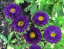 The Purple Flowers In The Bouquet Full Size Picture Of China Aster Matsumoto Mix Callistephus Chinensis Purple Perennials Types Of Flowers Purple Flowers