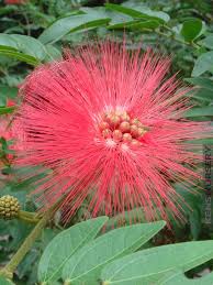 Image result for Calliandra haematocephala