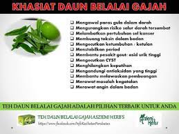 Teh daun sirih dibuat dengan mengeringkan daun sirih baik itu dengan oven atau dengan metode pengeringan sinar matahari. Anda Mempunyai Masalah Buasir Malu Untuk Berjumpa Doctor Teh Daun Belalai Gajah Boleh Teh Daun Belalai Gajah Penawar Kanser Darah Tinggi Kencing Manis Facebook