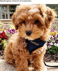 Pin By Melis Mina Okyanus On Malti Poo Love Flowers Maltipoo Cute Animals