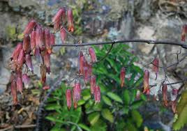 Image result for Kalanchoe pinnata