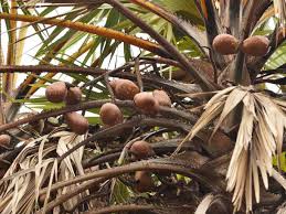 Image result for Hyphaene