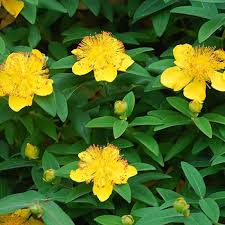 Image result for Hypericum humbertii