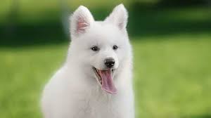 Check spelling or type a new query. American White Shepherd Price Temperament Life Span