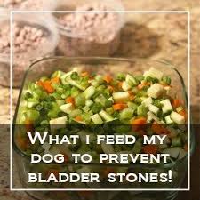 What I Feed My Dog To Prevent Bladder Stones Dog Food Recipes Healthy Dog Food Recipes Healthy Dogs