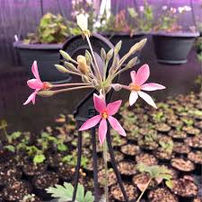 Image result for Pelargonium luridum
