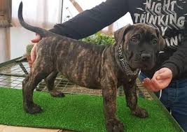 Expecting some of our best pups this season!! Presa Canario Puppies For Sale Posts Facebook