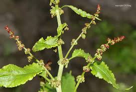 Image result for Rumex nepalensis