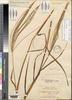 Image result for Digitaria acuminatissima