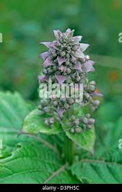 Image result for Rotheca hirsuta