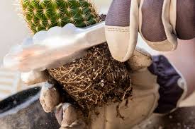 Let's just say you've hit a cactus with your wrist or your arm, and apparently, the fruit had not been cleaned quite thoroughly enough, and the man wound up with a glochid lodged in the roof of his mouth. Dgkkixnnuzvym