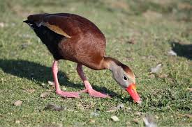 Fulvous whistling ducks are found worldwide from burma, india to eastern africa as well as south america, mexico and california, texas, louisiana and florida of north america. Diet And Foraging Black Bellied Whistling Duck Dendrocygna Autumnalis Birds Of The World