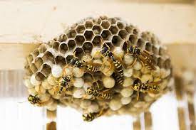 Recent pest control reviews in west palm beach. Tropical Pest Management West Palm Beach Service Pest Control