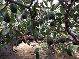 In this article, you can check the price of 23 indoor fruit trees for sale that i have myself already successfully grown indoors. Can You Grow An Avocado Tree In A Small Yard Greg Alder S Yard Posts Southern California Food Gardening